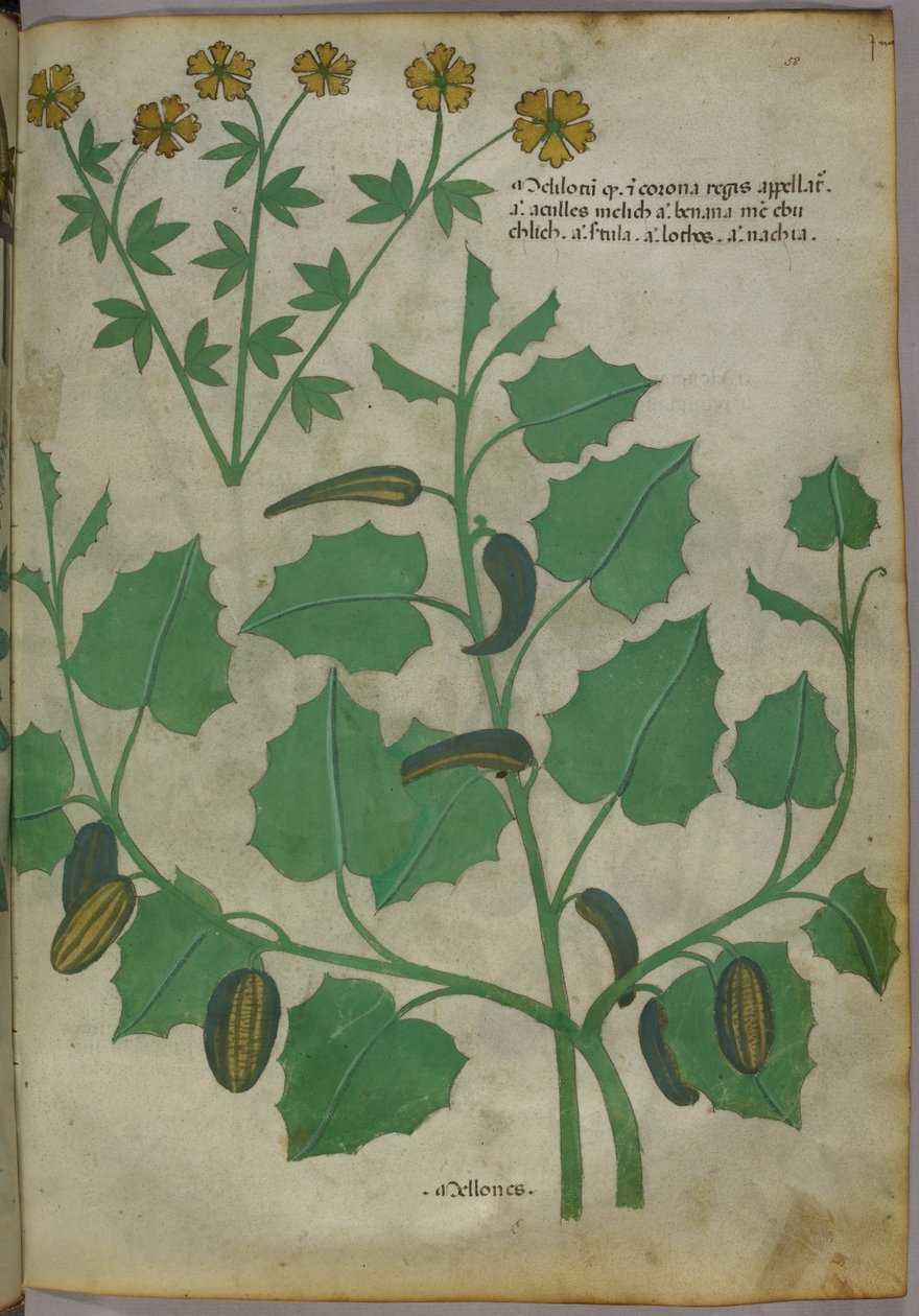 Kasvitieteellinen kuvitus, noin 1440 (tussi ja väri pergamentille). tekijältä Italian School