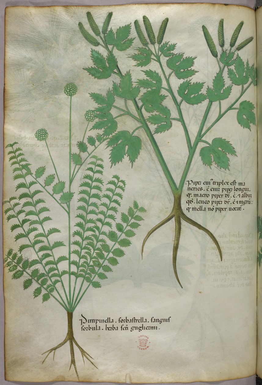 Kasvitieteellinen kuvitus, noin 1440 (tussi ja väri pergamentille). tekijältä Italian School