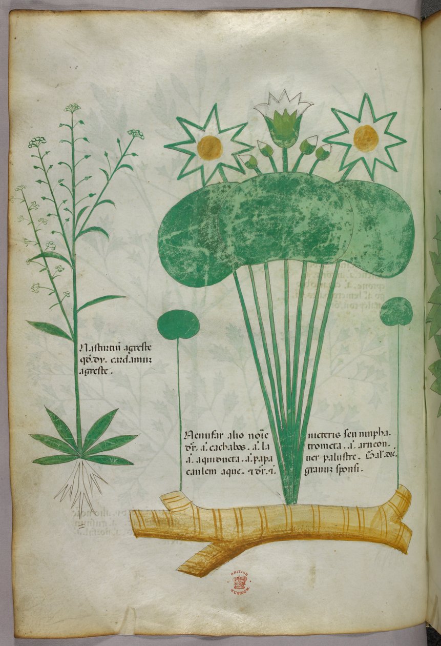 Kasvitieteellinen kuvitus, noin 1440 (tussi ja väri pergamentille). tekijältä Italian School