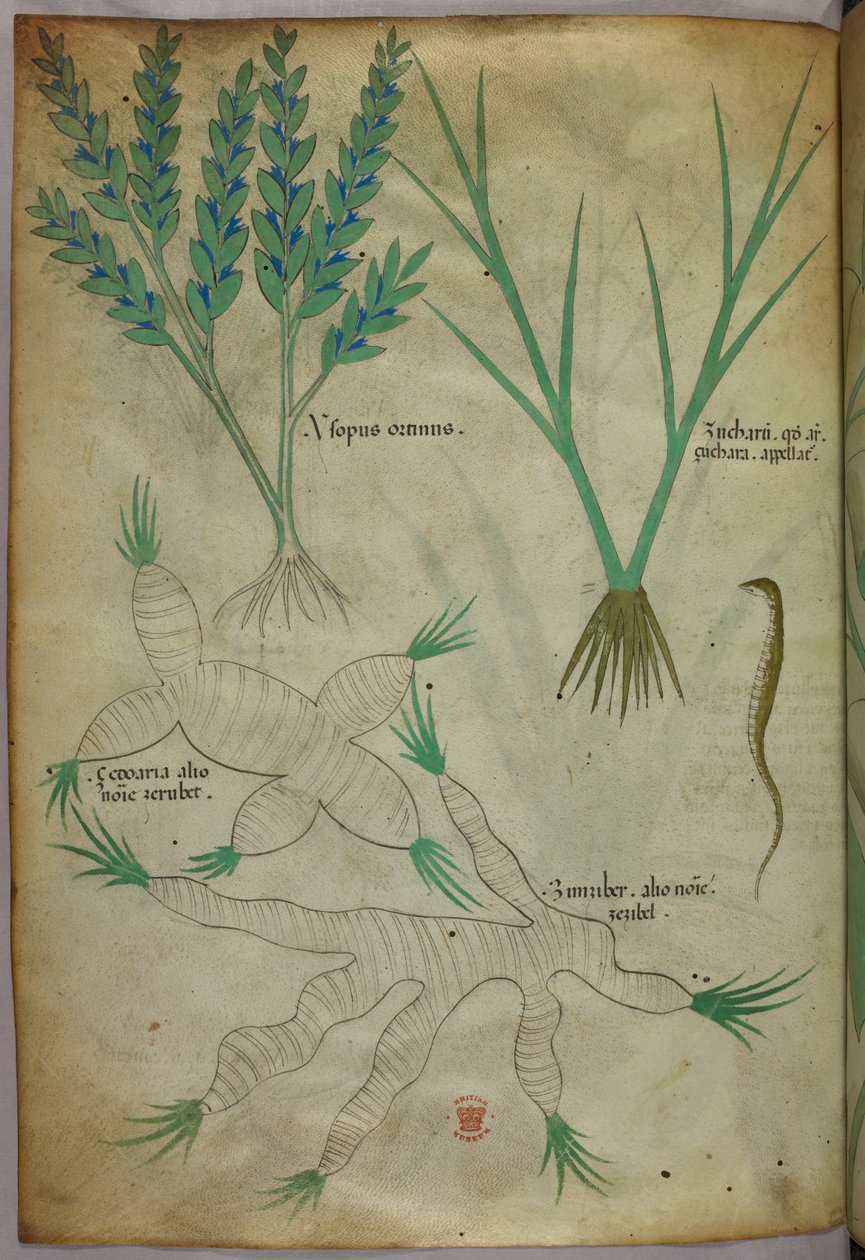 Kasvitieteellinen kuvitus, noin 1440 (tussi ja väri pergamentille). tekijältä Italian School