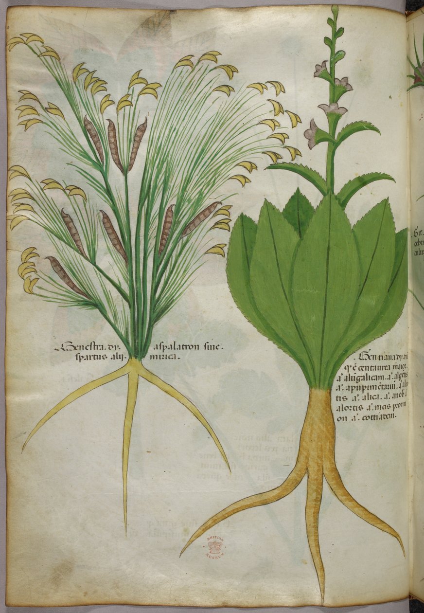 Kasvitieteellinen kuvitus, noin 1440 (tussi ja väri pergamentille). tekijältä Italian School