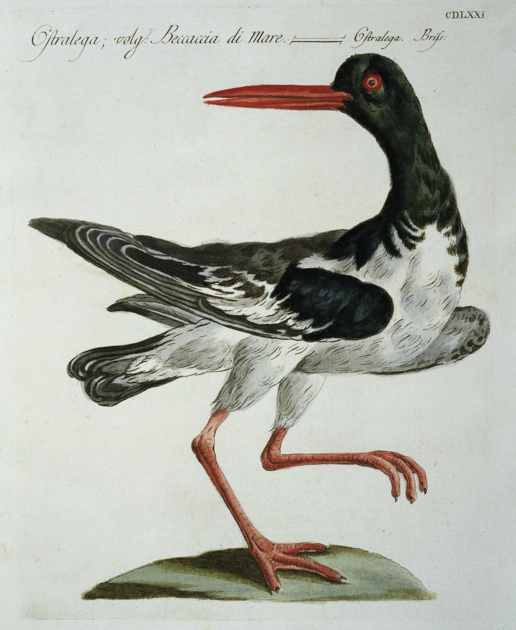 Oyster Catcher, n.1767-76 (käsinvärinen kaiverrus) tekijältä Italian School