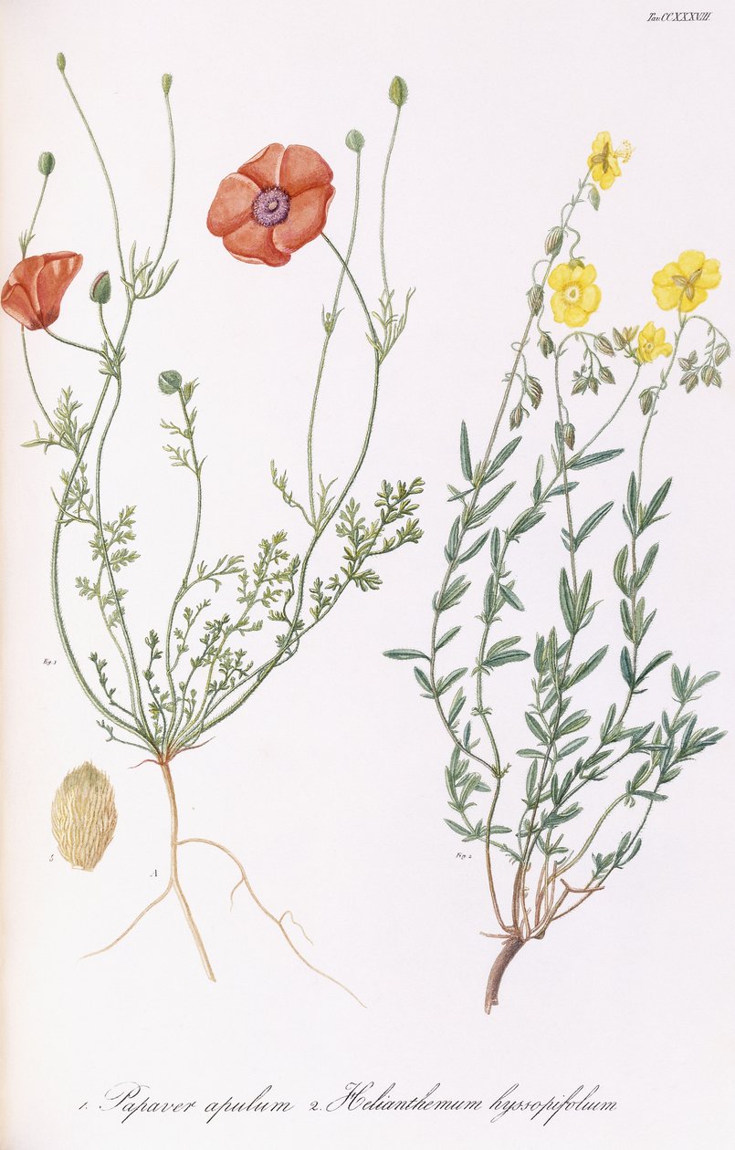 Unikon apule ja Helianthemum hyssopifol, 1811-1838 tekijältä Italian School