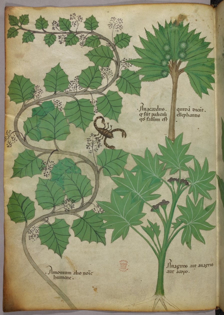 Sloane 4016 f.3v Botanical Illustration, n. 1440 (vellum) tekijältä Italian School