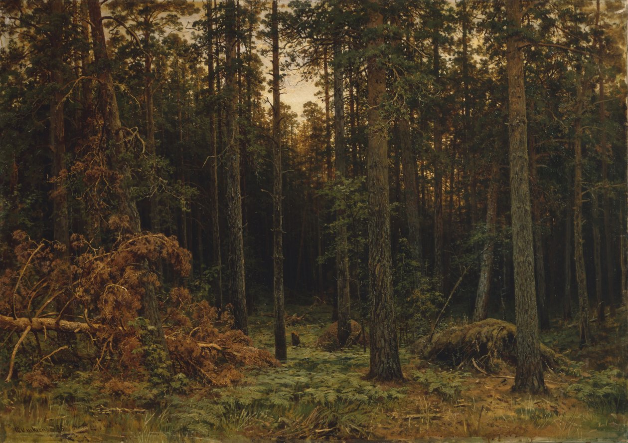 Mäntypuu, 1885 tekijältä Ivan Ivanovich Shishkin