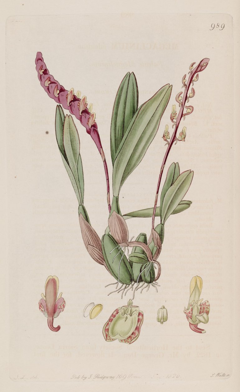 Kuva Bulbophyllum falcatumista (syn. Megaclinium falcatum) tekijältä J. L.
