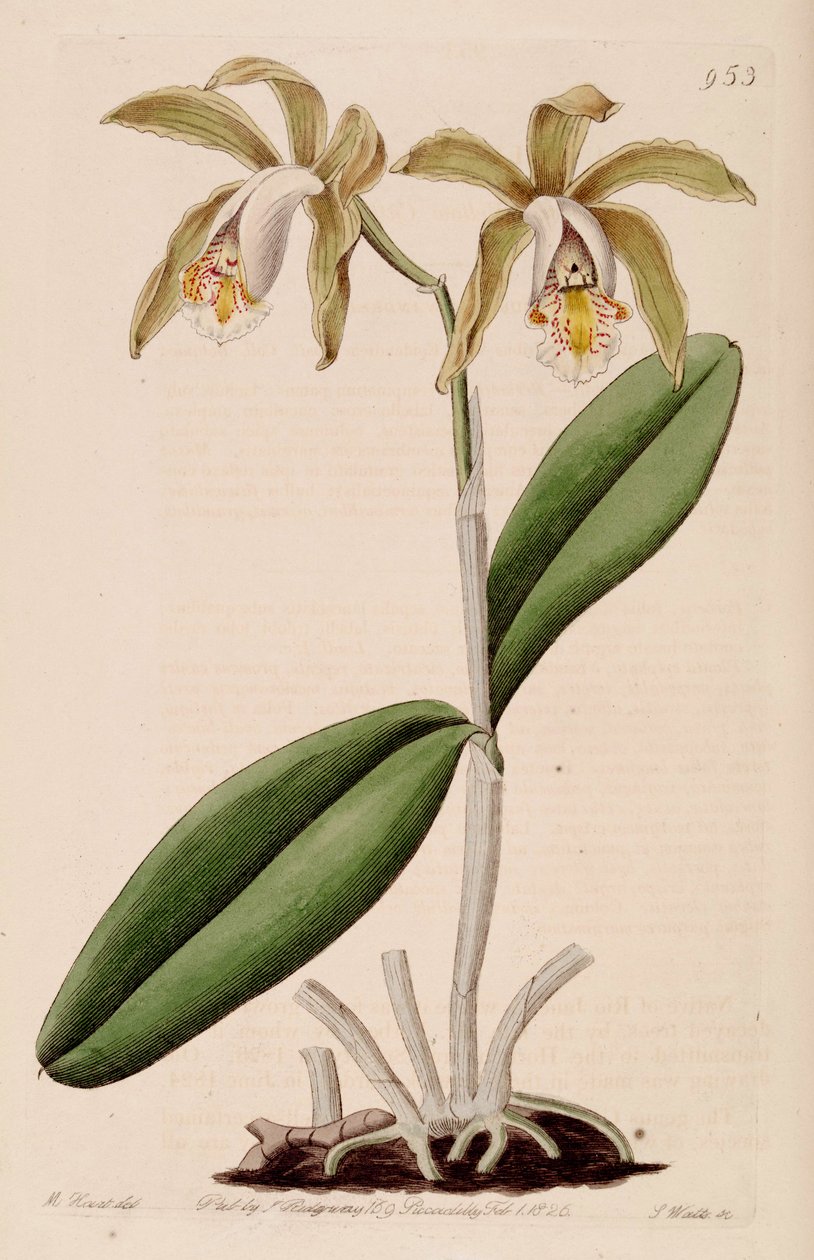 Kuva Cattleya forbesii tekijältä Jams  Watts