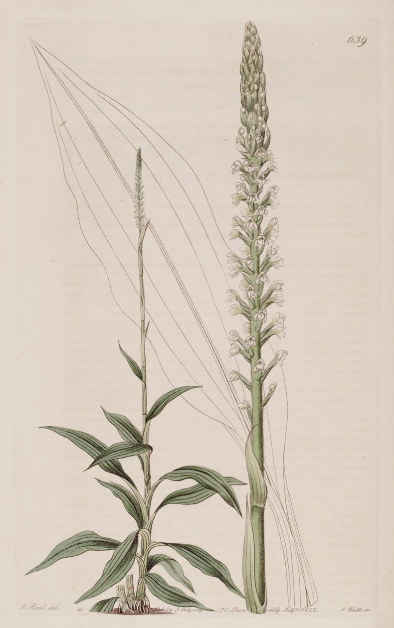 Kuva Goodyera procerasta (syn. Neottia procera) tekijältä Jams  Watts