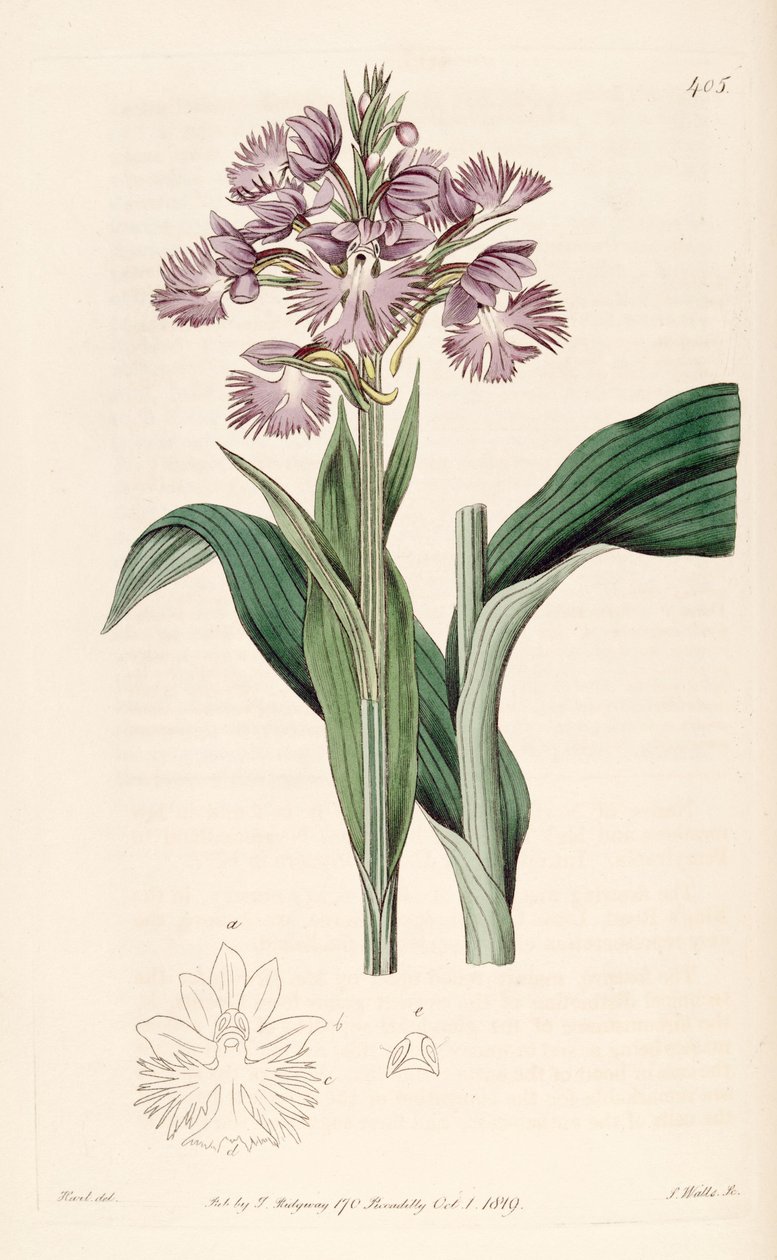Kuva Platanthera grandiflorasta (syn. Habenaria fimbriata) tekijältä Jams  Watts