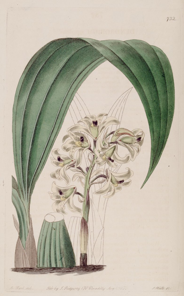 Kuva Xylobium squalens (syn. Dendrobium squalens) tekijältä Jams  Watts