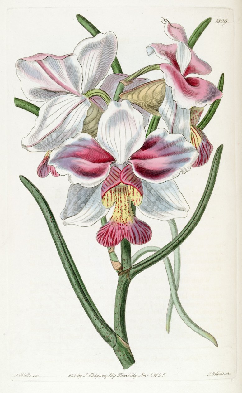 Papilionanthe teres (syn. Vanda teres) tekijältä Jams  Watts