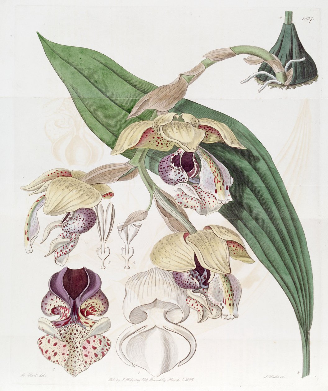 Stanhopea insignis tekijältä Jams  Watts