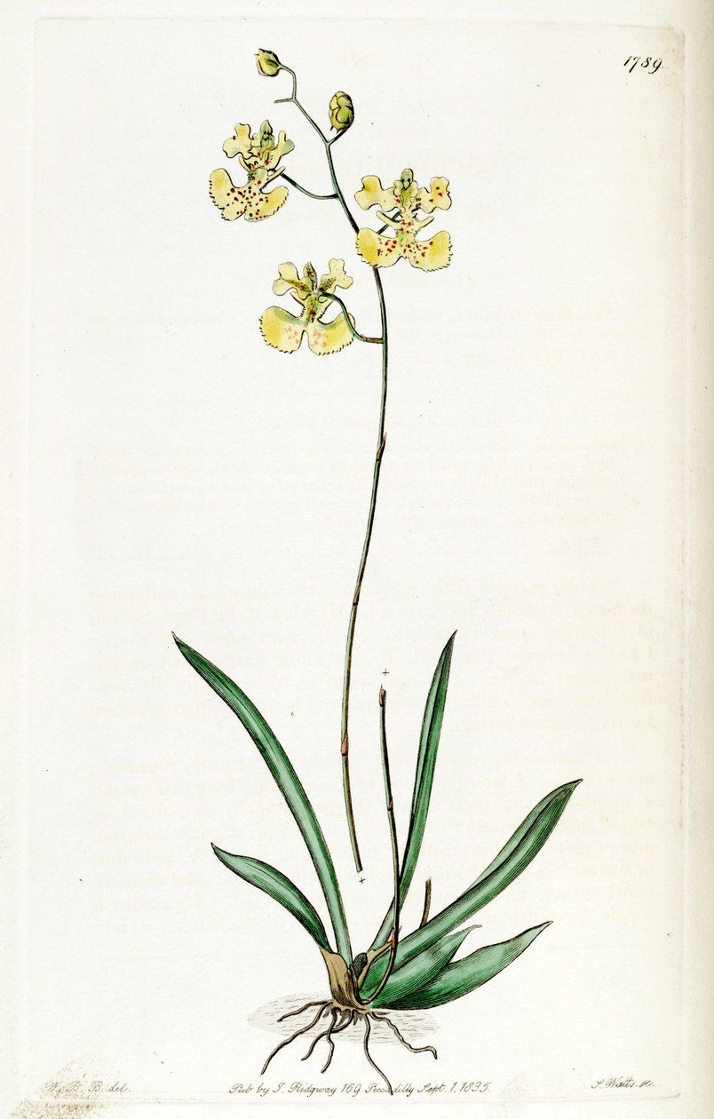 Tolumnia guianensis (syn. Oncidium lemonianum) tekijältä Jams  Watts