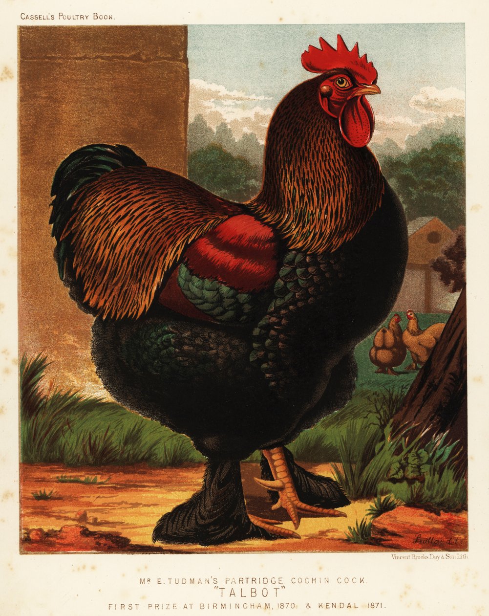 Partridge cochin kukko tekijältä J. W. (after) Ludlow