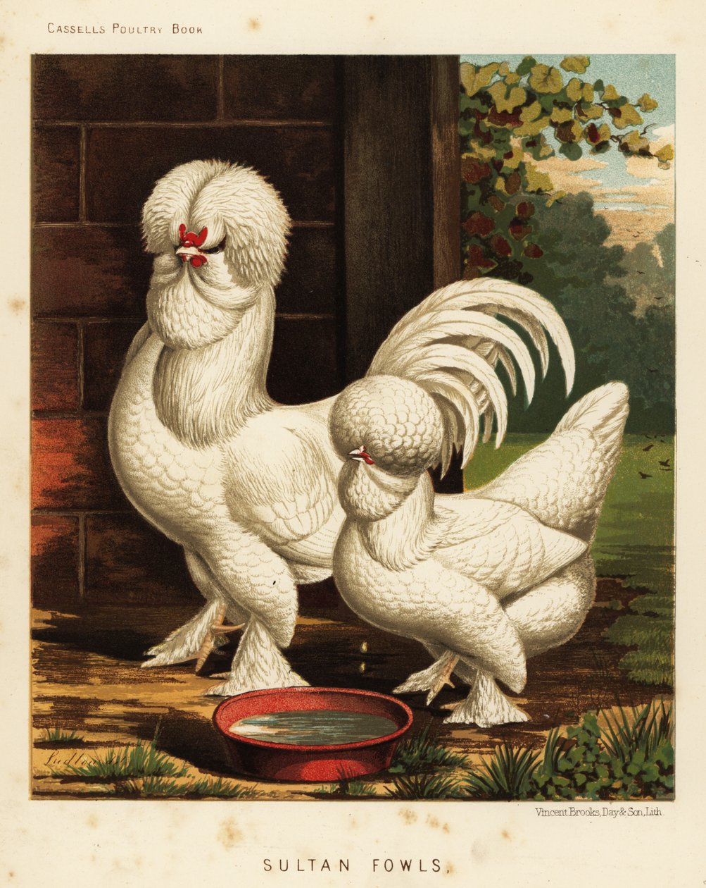 Sultan kanat, Gallus kotikukko tekijältä J. W. (after) Ludlow