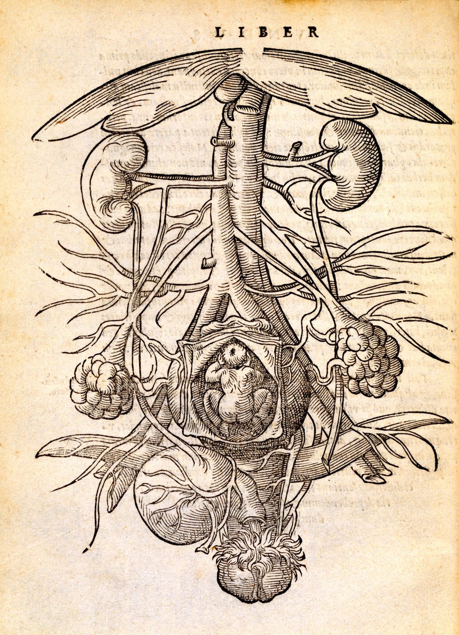 Raskaana olevan naisen lisääntymisjärjestelmä, 1554 tekijältä Jacob Rueff