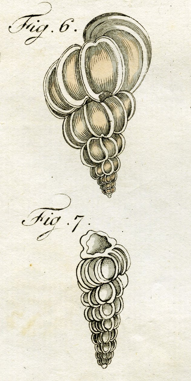 Kuvituskuva Turbo Scalarisista, 1790 (käsin väritetty kaiverrus). tekijältä Jacob Xavier Schmuzer