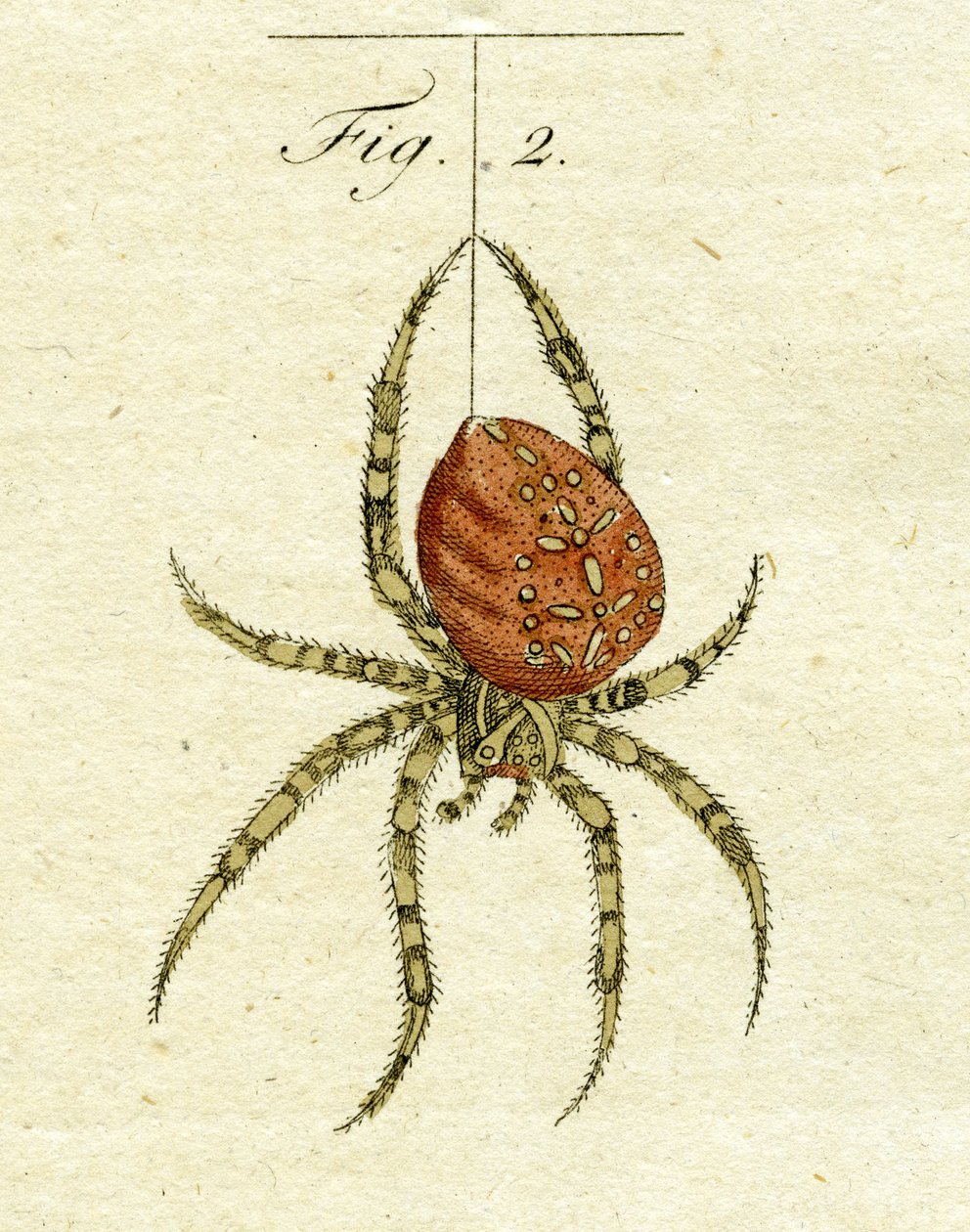 Kuva hämähäkistä, 1790 (käsinvärinen kaiverrus) tekijältä Jacob Xavier Schmuzer