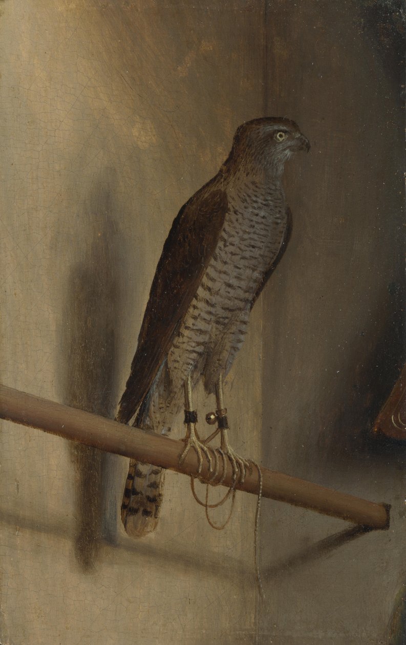 Varpushaukka tekijältä Jacopo de