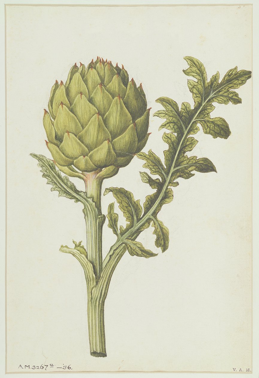 Artisokka: Cynara scolymus, n. 1568 tekijältä Jacques Le Moyne