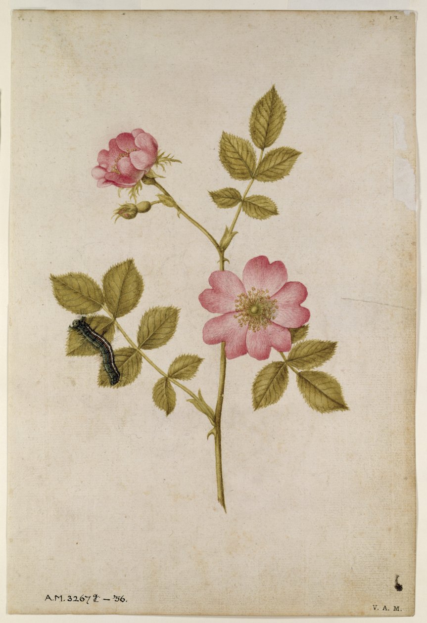Rosa Canina - Dogrose ja Caterpillar (kynä ja wc paperilla) tekijältä Jacques Le Moyne