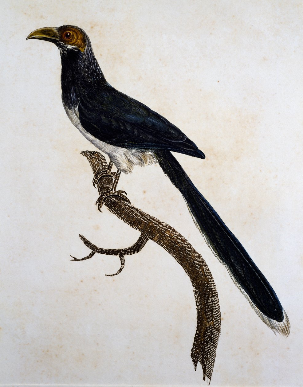 Punanaamainen Malkoha (Phaenicophaeus pyrrhocephalus) tekijältä Jacques (after) Barraband