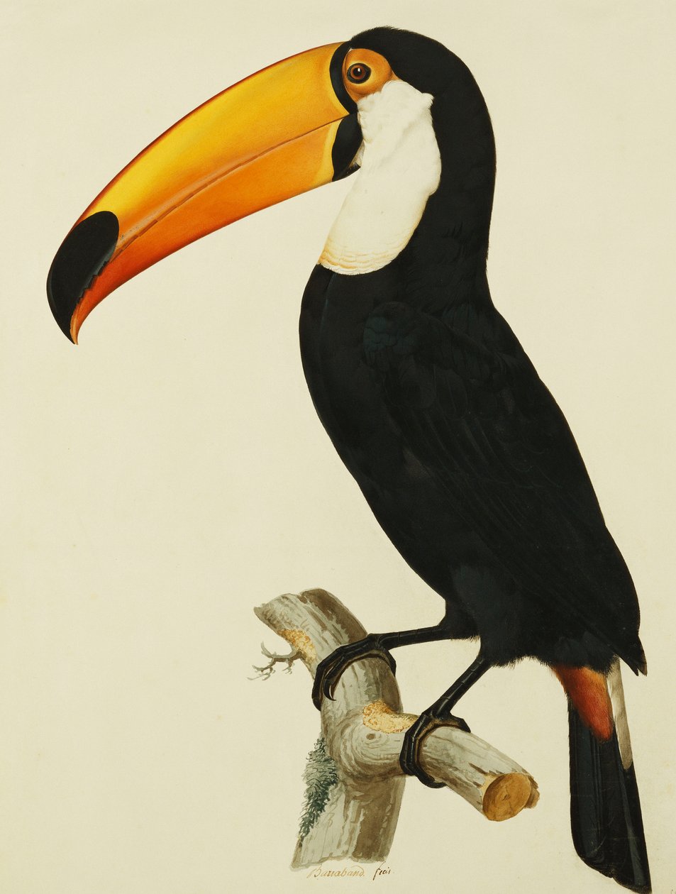 Toco Toco Toucan tekijältä Jacques Barraband