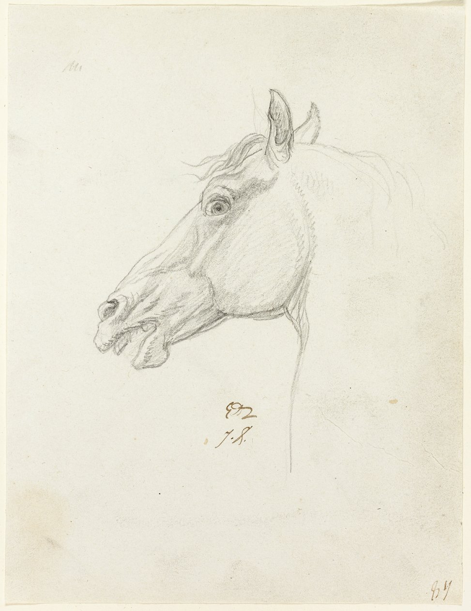 Hevosen pää tekijältä Jacques Louis David