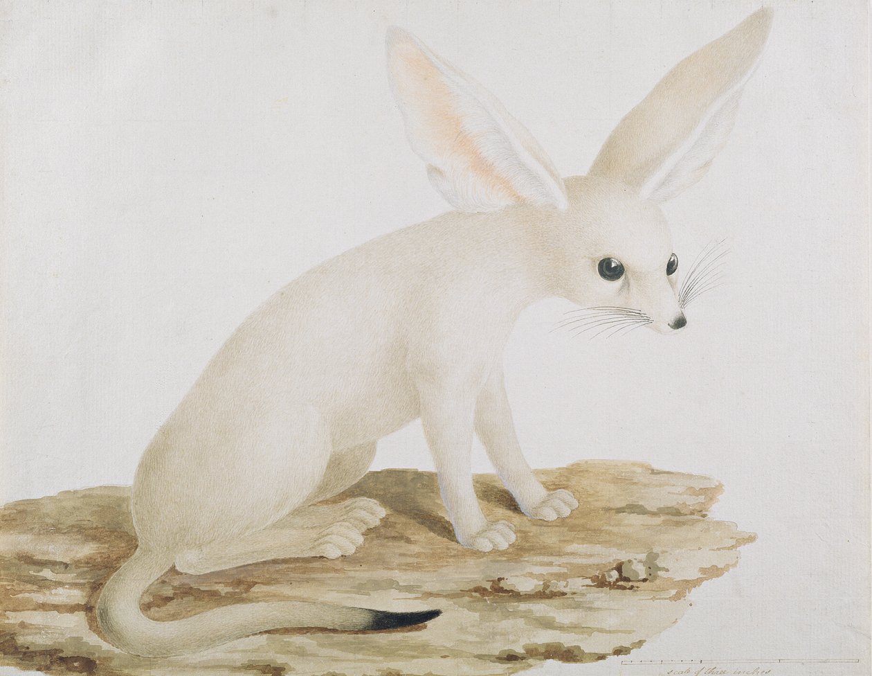 Fennec nro 3 Alkuperäinen kuvitus teoksesta Travels through Abyssinia (wc ja muste paperille). tekijältä James Bruce