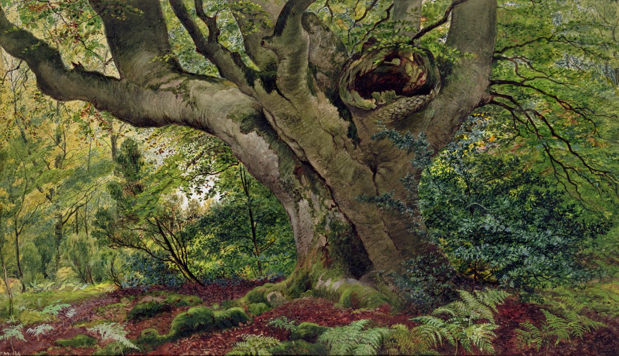 Burnham Beeches (wc) tekijältä James Matthews