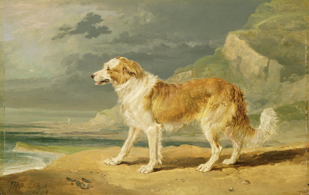 Karkeakarvainen collie, 1809 tekijältä James Ward