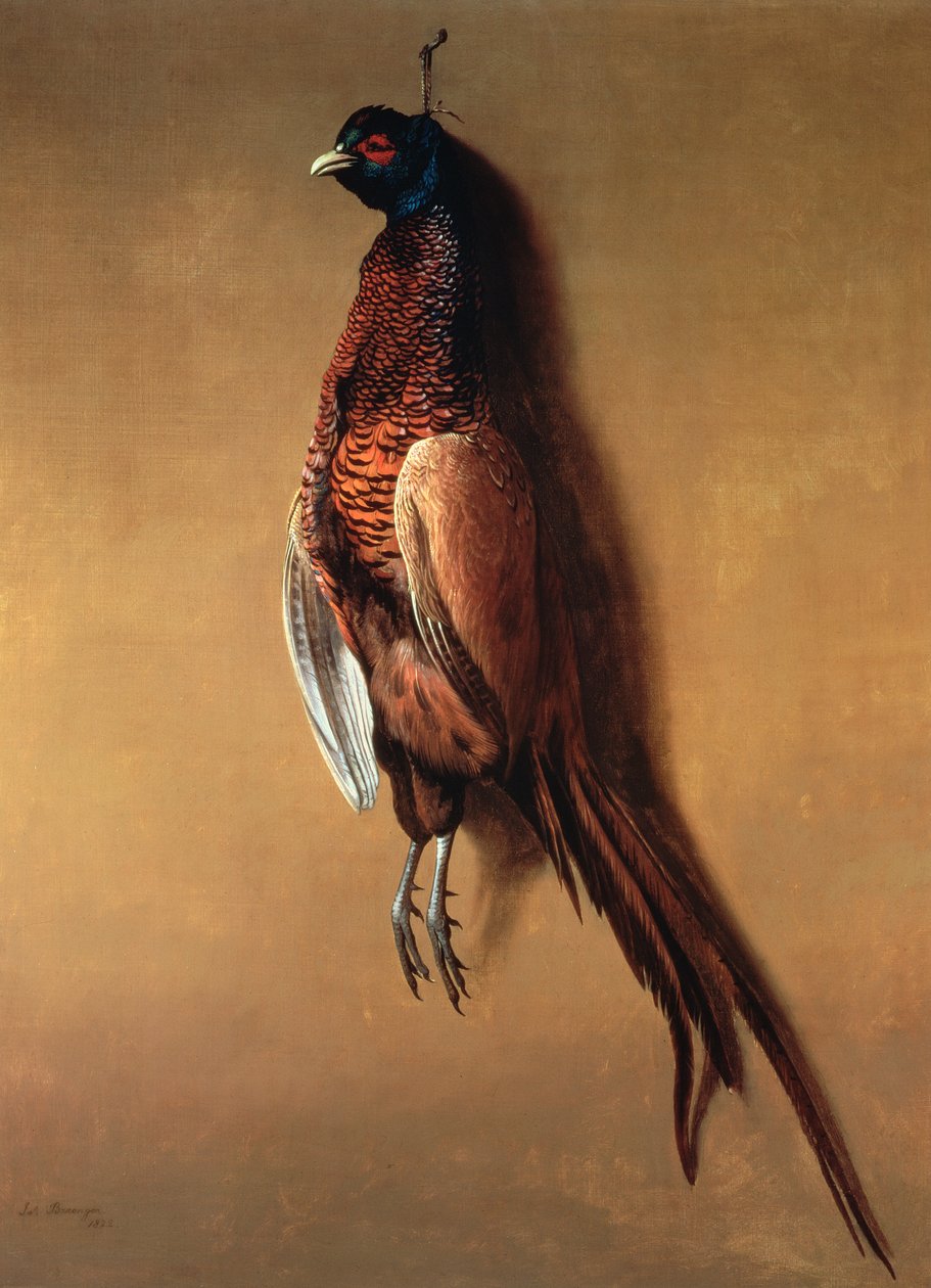 Riippuva kukkofasaani, 1822 tekijältä James Barenger