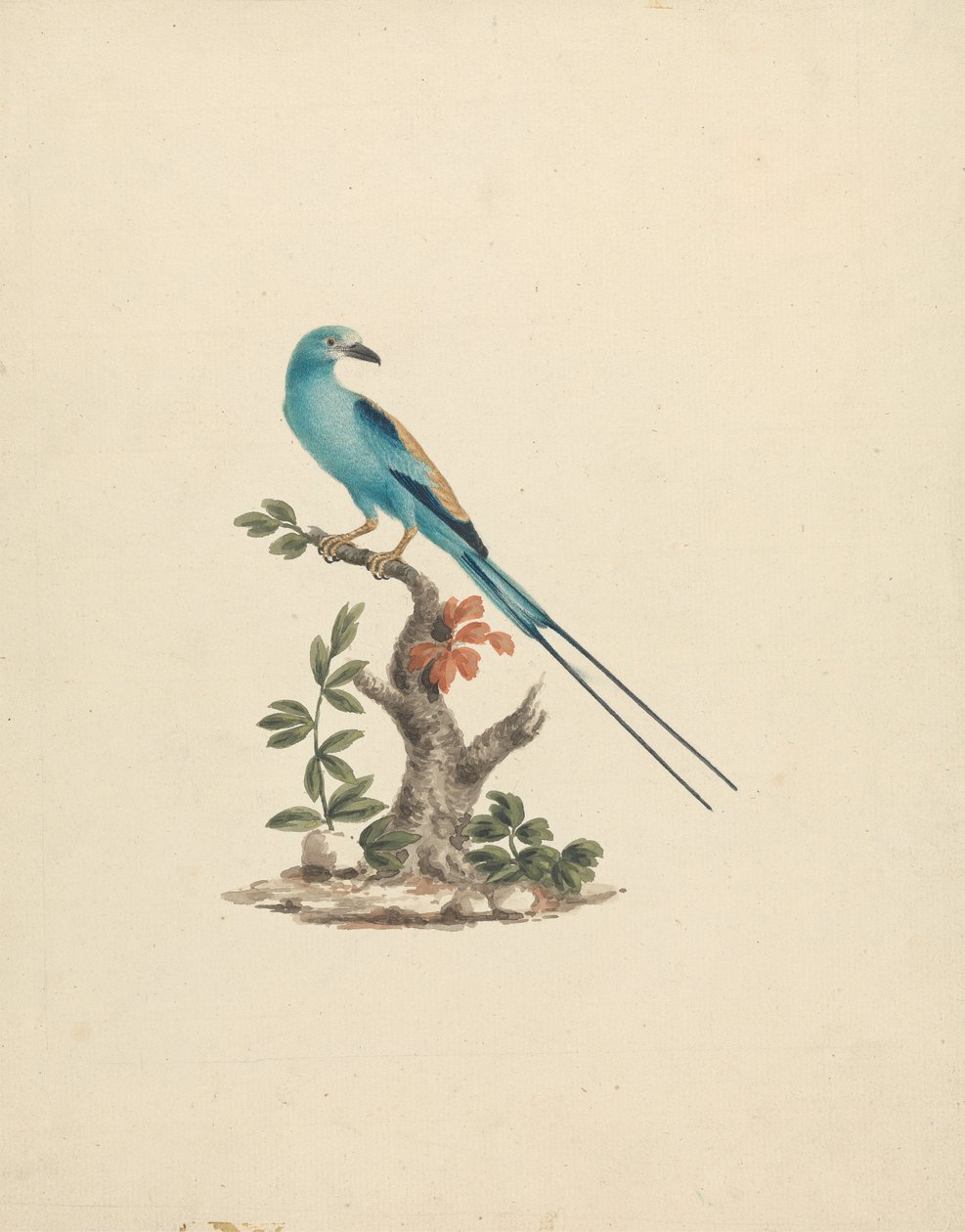 Coracias abyssinicus (Abessinian Roller) tekijältä James Bruce