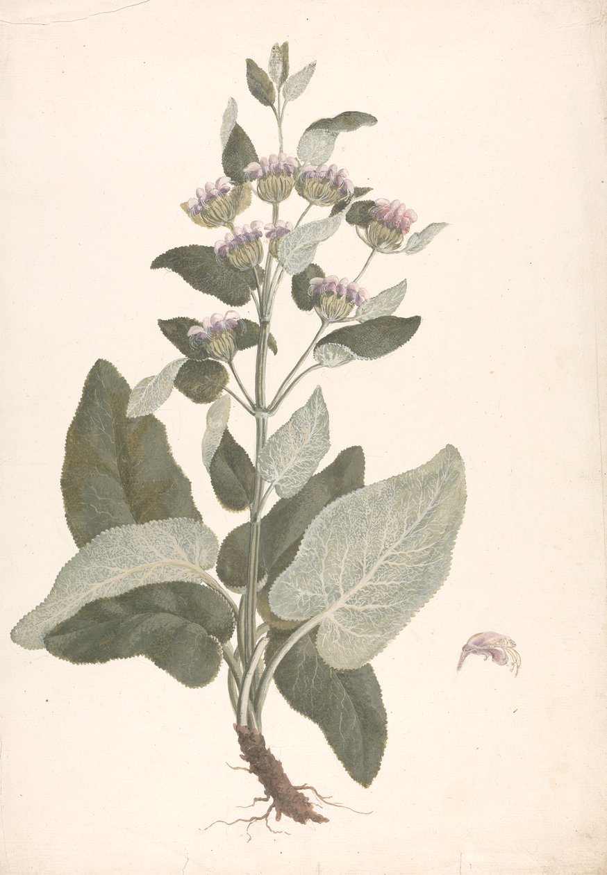 Phlomis herba-venti L.: desenho finalizado finlandês tekijältä James Bruce