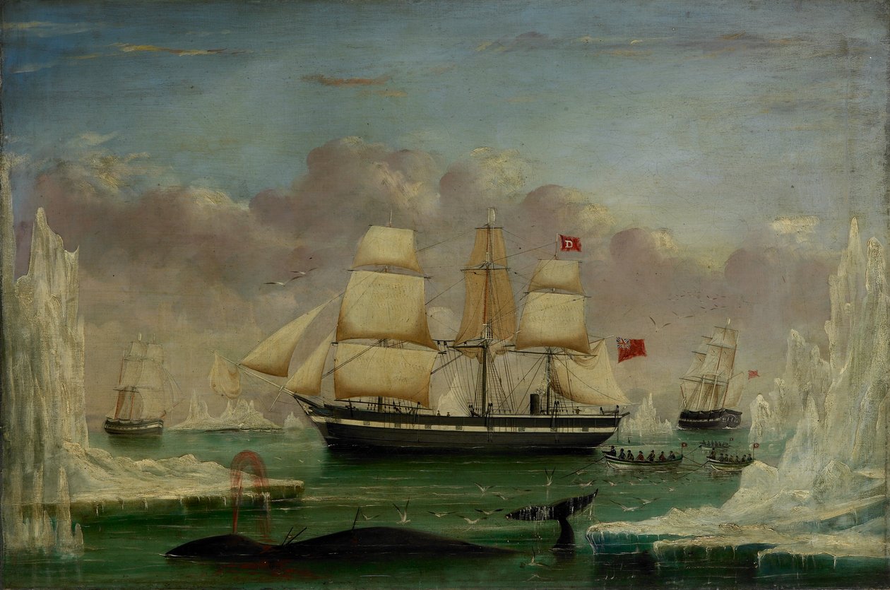 Whaler 