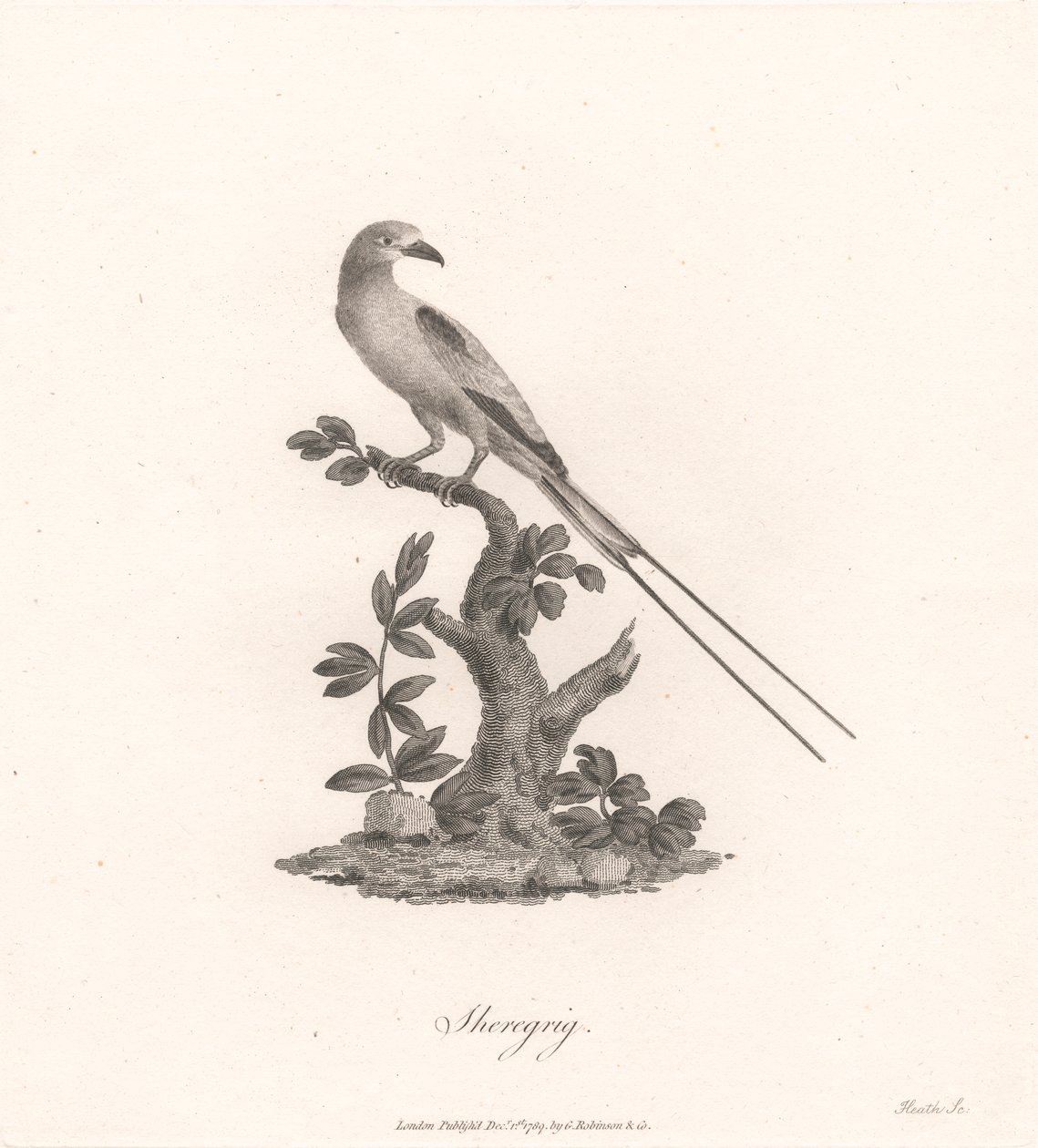 Sheregrig tekijältä James Heath