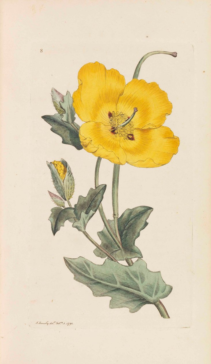 Englantilainen kasvitiede, 1790-1800. tekijältä James Sowerby