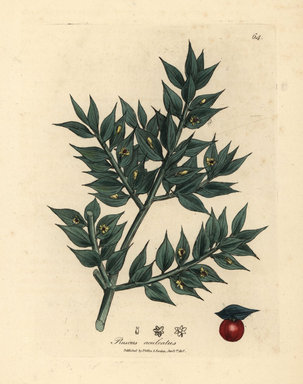 Vihreäkukkainen teurastamon luuta, Ruscus aculeatus tekijältä James Sowerby