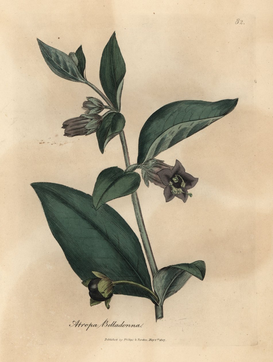 Violetti kukkainen tappava yöviiri, Atropa belladonna tekijältä James Sowerby