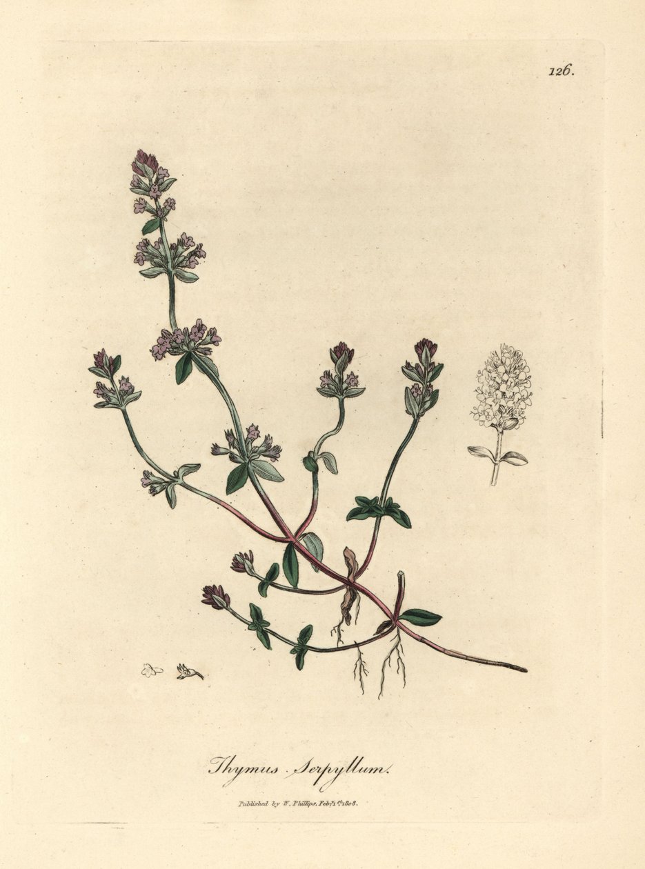 Violetti kukkainen villitimjami, Thymus serpyllum tekijältä James Sowerby
