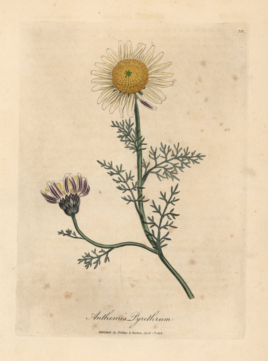 Valkoinen ja keltainen espanjakamomilla, Anthemis pyrethrum tekijältä James Sowerby