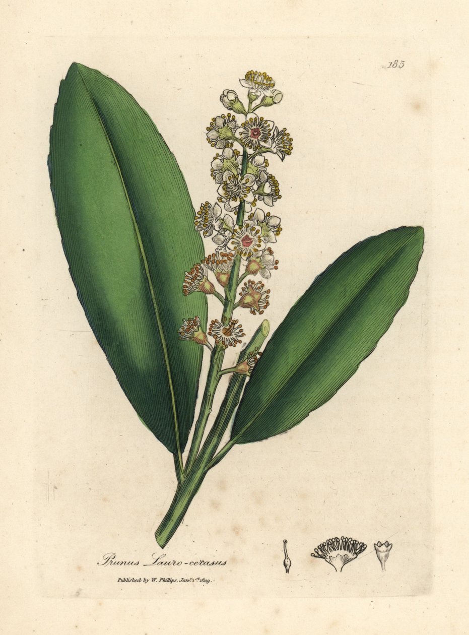 Valkoinen kukkainen kirsikkalaakeripuu, Prunus laurocerasus tekijältä James Sowerby