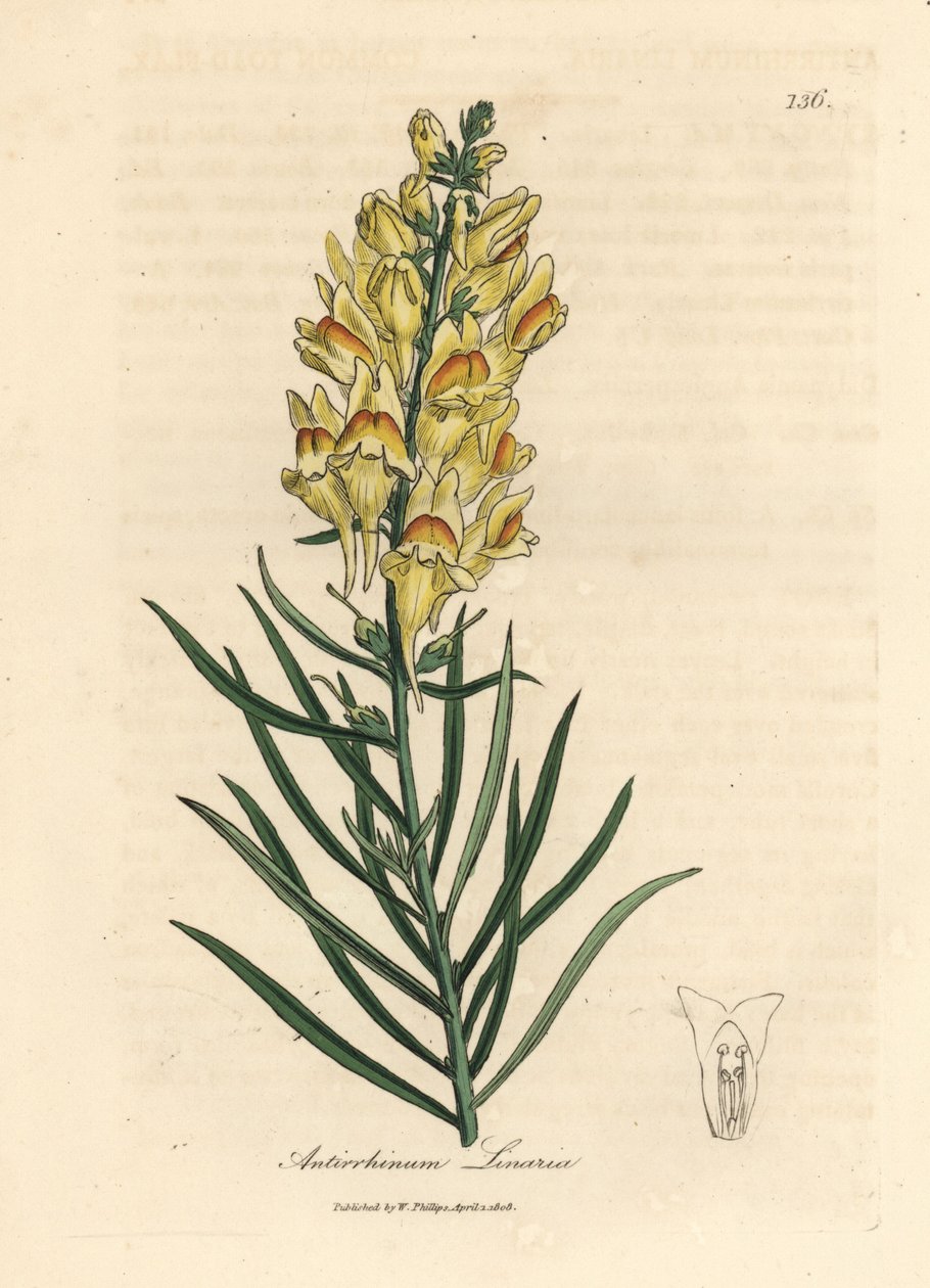 Keltakukkainen snapdragon, Antirrhinum linaria tekijältä James Sowerby