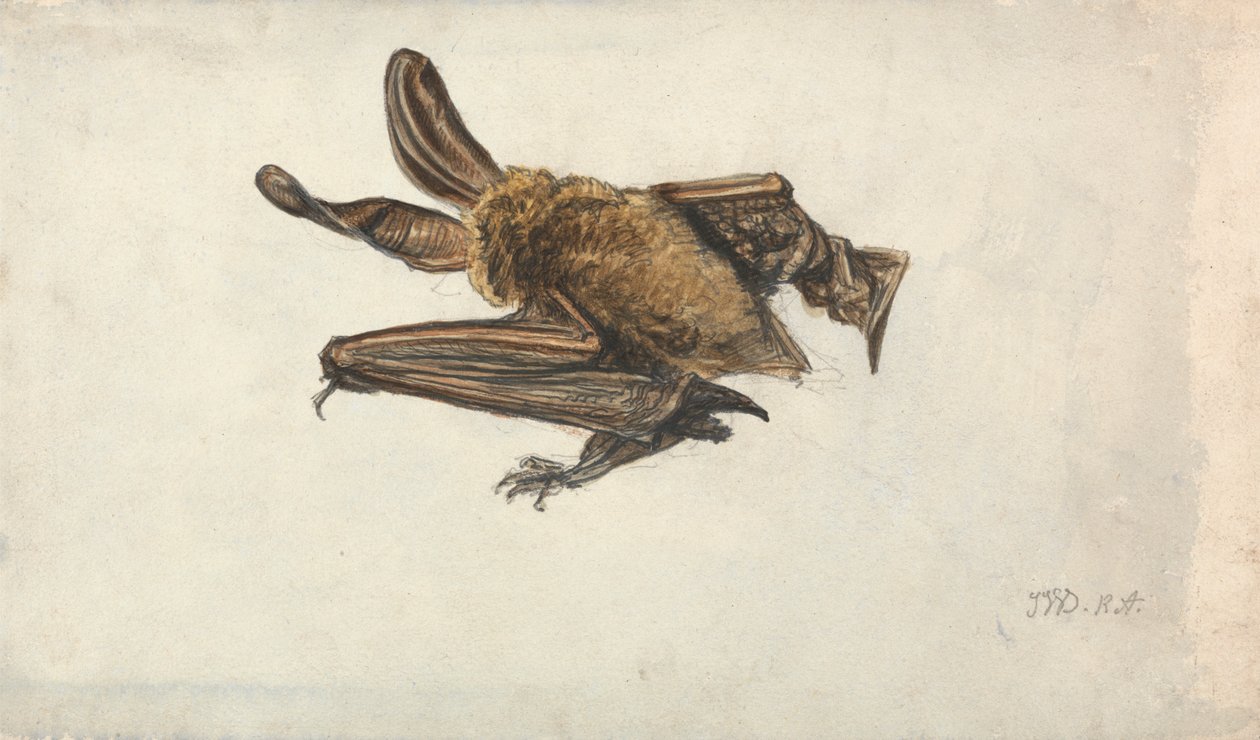Ruskea pitkäkorvalepakko (Plecotus auritus) tekijältä James Ward