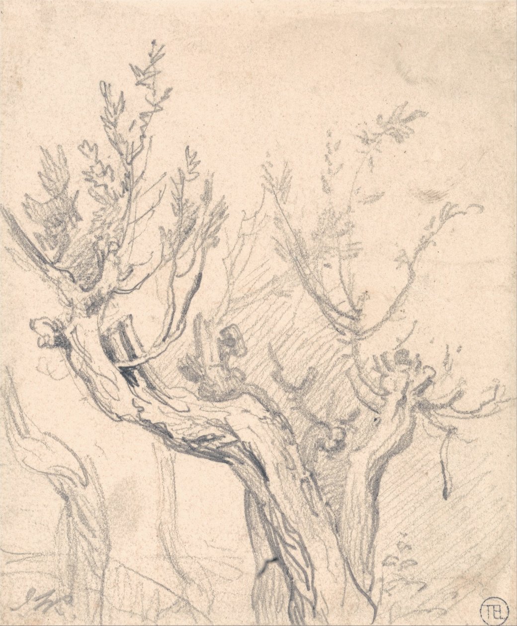 A Gnarled Tree tekijältä James Ward