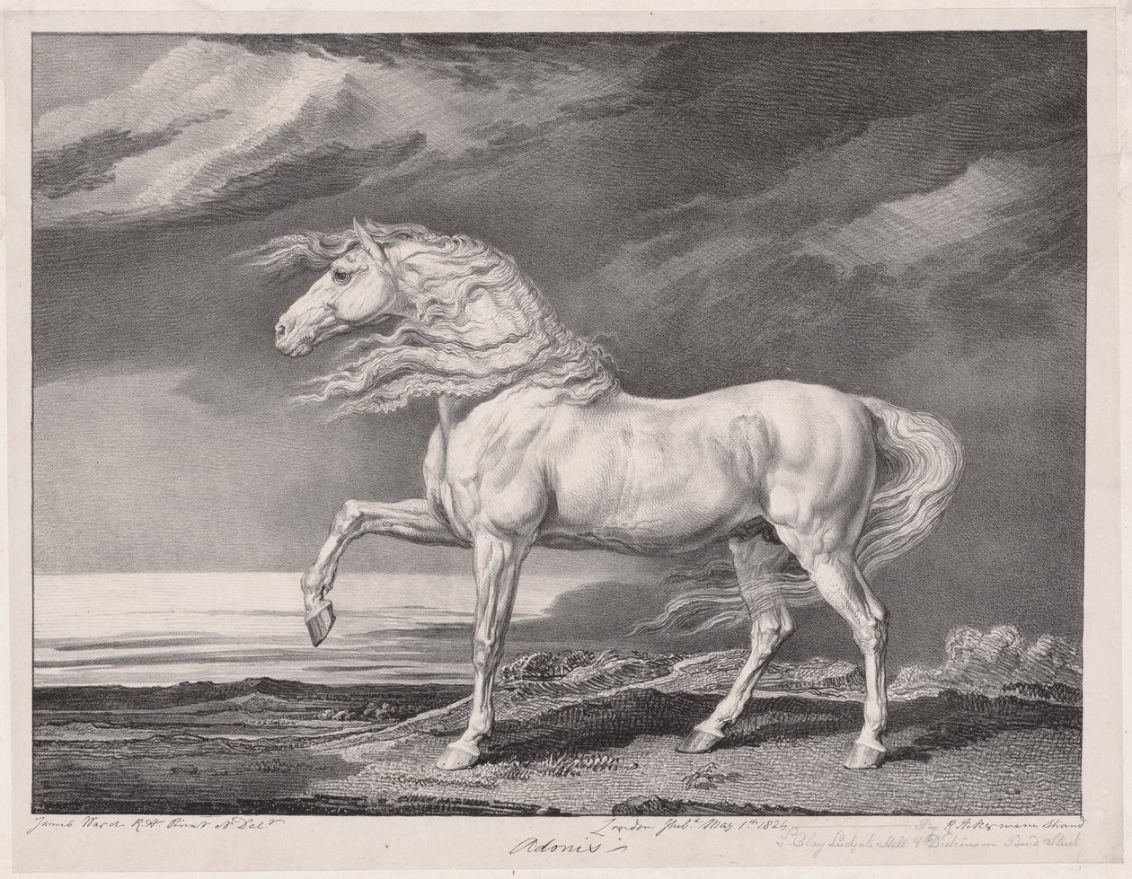 Neljätoista juhlittua hevosta: Adonis, 1824. tekijältä James Ward