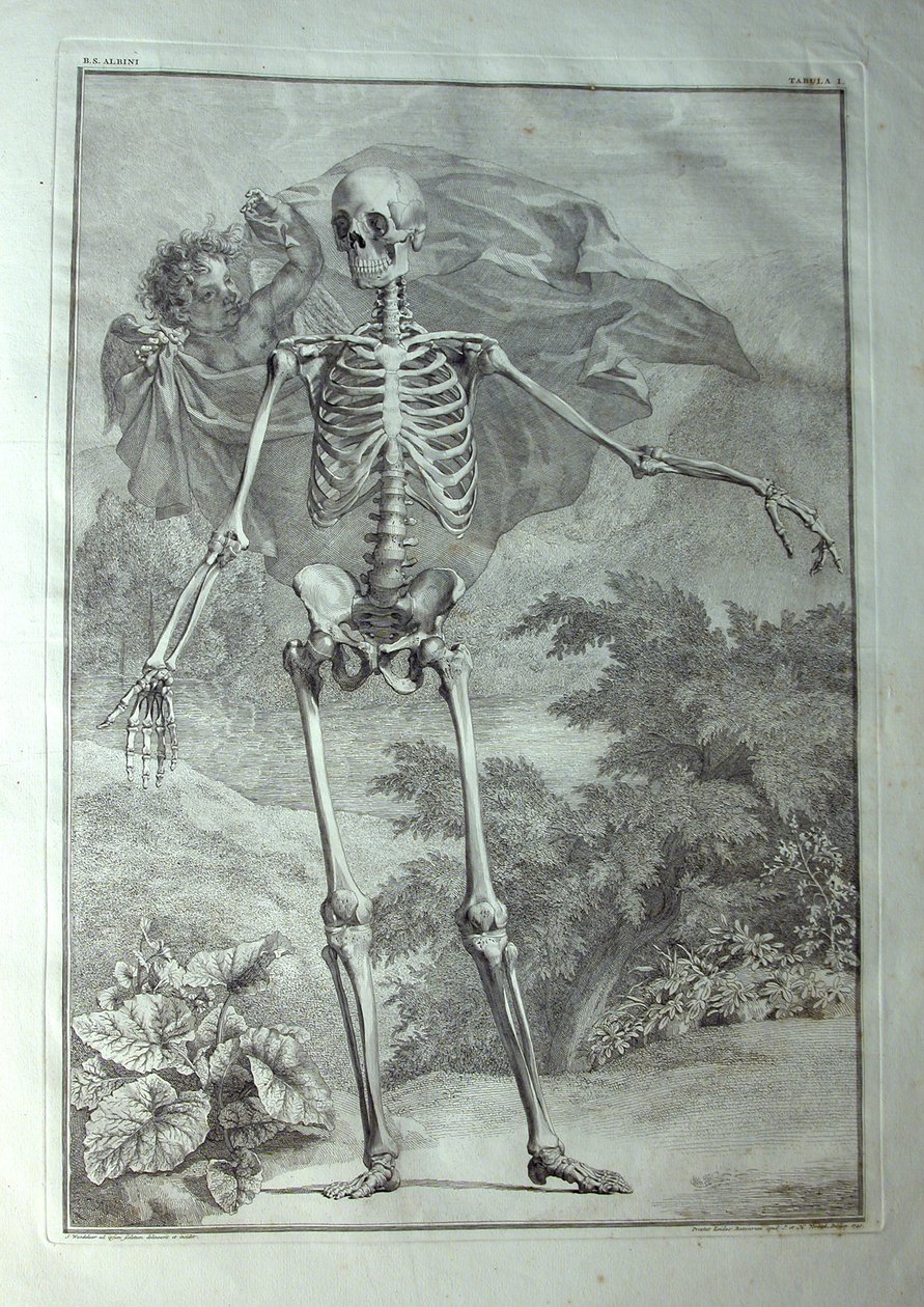 Albinus I, Pl. I: Luuranko, kuvitus teoksesta "Ihmiskehon luurankolihakset", Bernhard Siegfried Albinus (1697-1770), julkaisija J.undH. Verbeek, bibliop., Leiden, 1740 tekijältä Jan Wandelaar