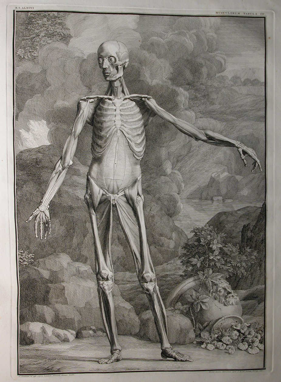 Albinus I, Pl. III: Lihakset, kuvitus teoksesta "Ihmiskehon luurankolihakset", Bernhard Siegfried Albinus (1697-1770), julkaisija J.undH. Verbeek, bibliop., Leiden, 1747 tekijältä Jan Wandelaar