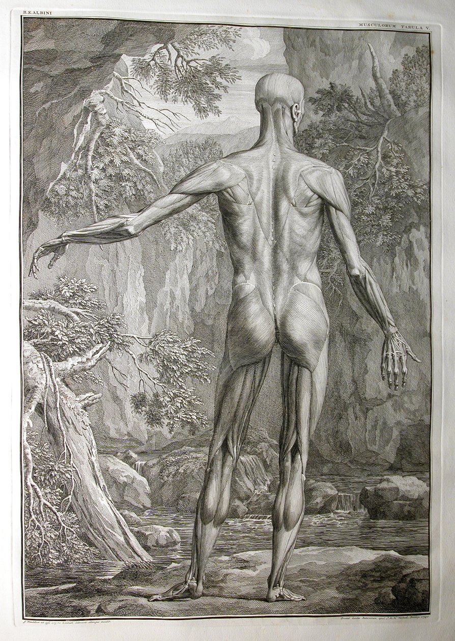 Albinus I, Pl. V: Lihakset, kuvitus artikkelista "Ihmiskehon luurankolihakset", Bernhard Siegfried Albinus (1697-1770), julkaisija J.undH. Verbeek, bibliop., Leiden, 1740 (kaiverrus) tekijältä Jan Wandelaar