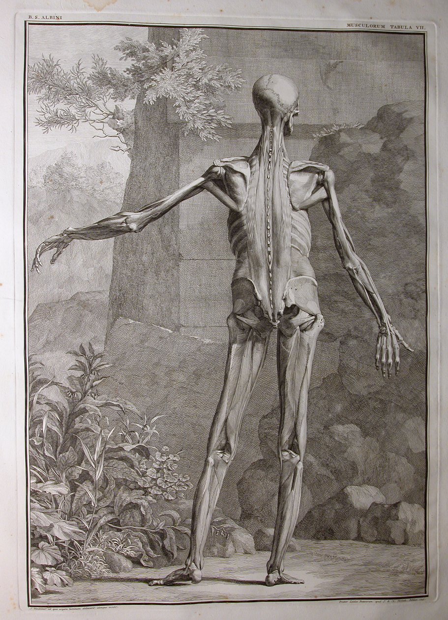 Albinus I, Pl. VII: Lihakset, kuvitus julkaisusta "Tabulae sceleti et musculorum corporis humani", Bernhard Siegfried Albinus (1697-1770), julkaisija J.undH. Verbeek, bibliop., Leiden, 1741 (engra tekijältä Jan Wandelaar